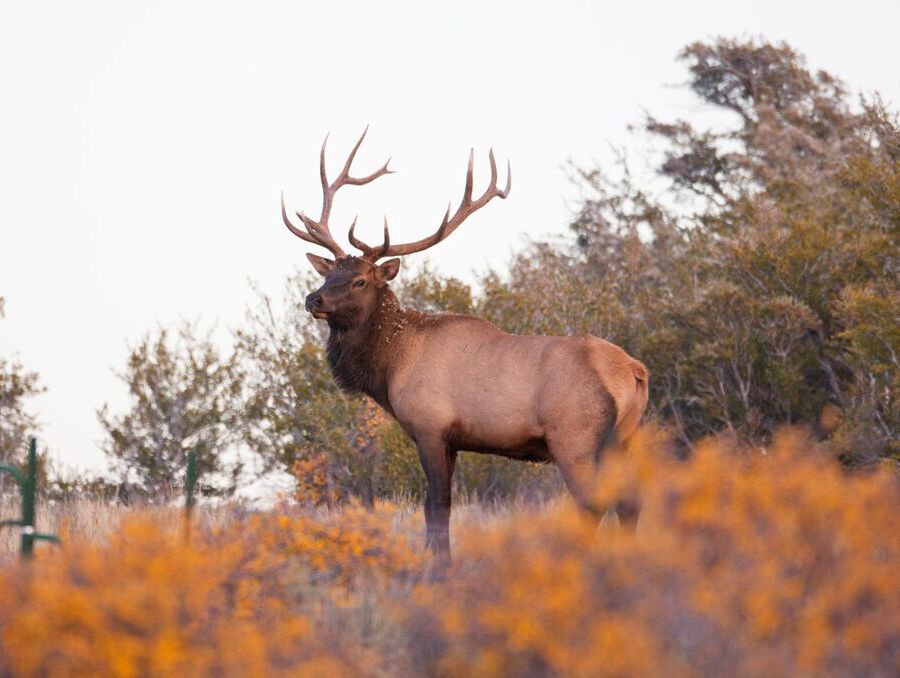 An elk in the wilderness.