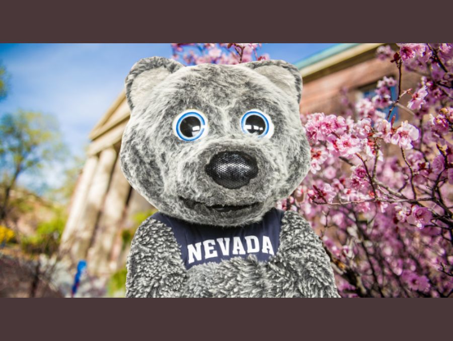Wolfie the mascot, crossing his arms on campus.