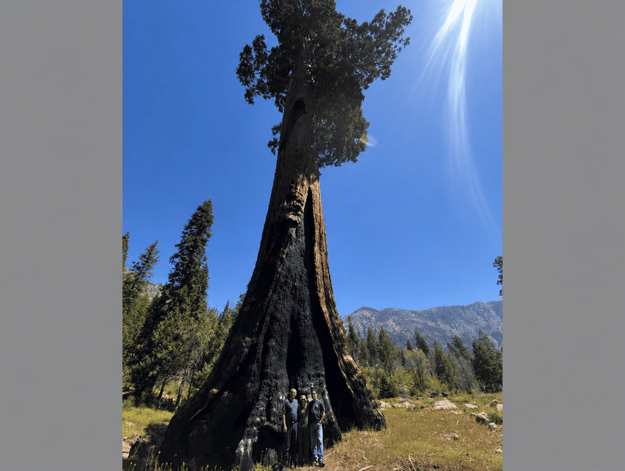 The research team posed underneath a giant sequoia. 