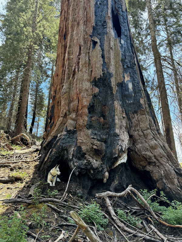 A dog lying in the burnt crevices of a giant sequoia.