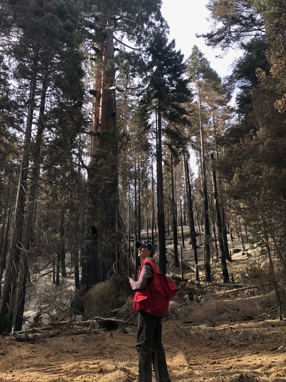 Sarah Bisbing assessing giant sequoias in a grove.