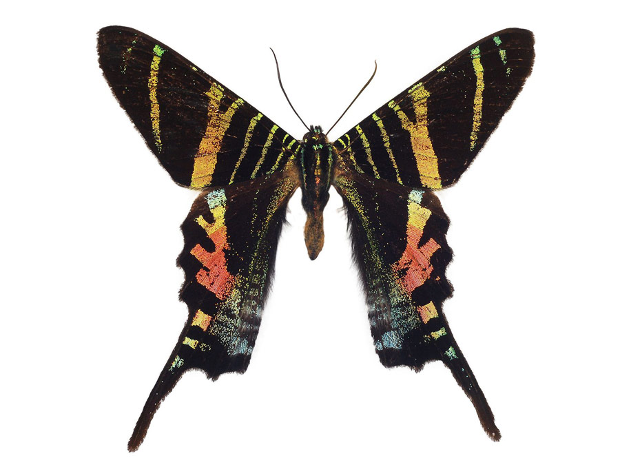 A large moth against a white background.