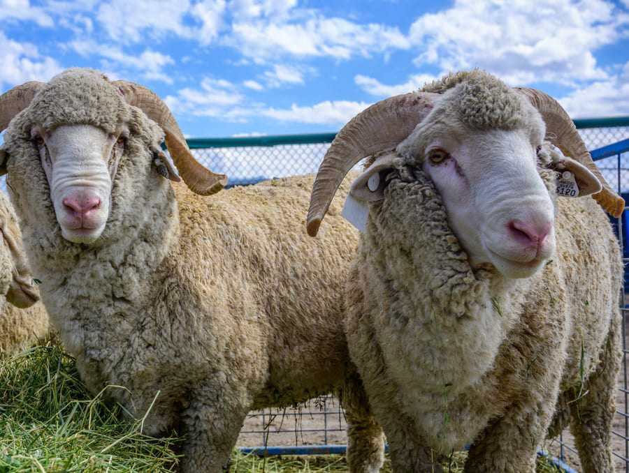 Two rams standing in a pasture. 