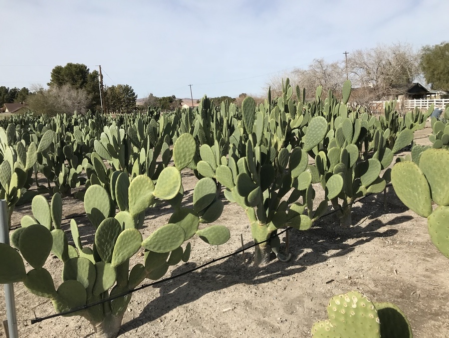 Cactus pear growing in an irrigated field.