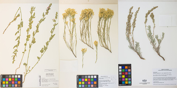 Three images side-by-side of pressed plants with color palettes and identification labels.