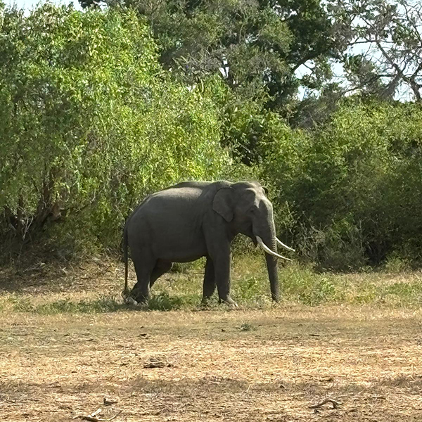 A male elephant walking through a field of grass.