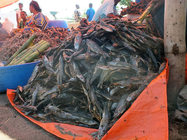 Piles of dead fish on tarps at a market next to sugarcane.