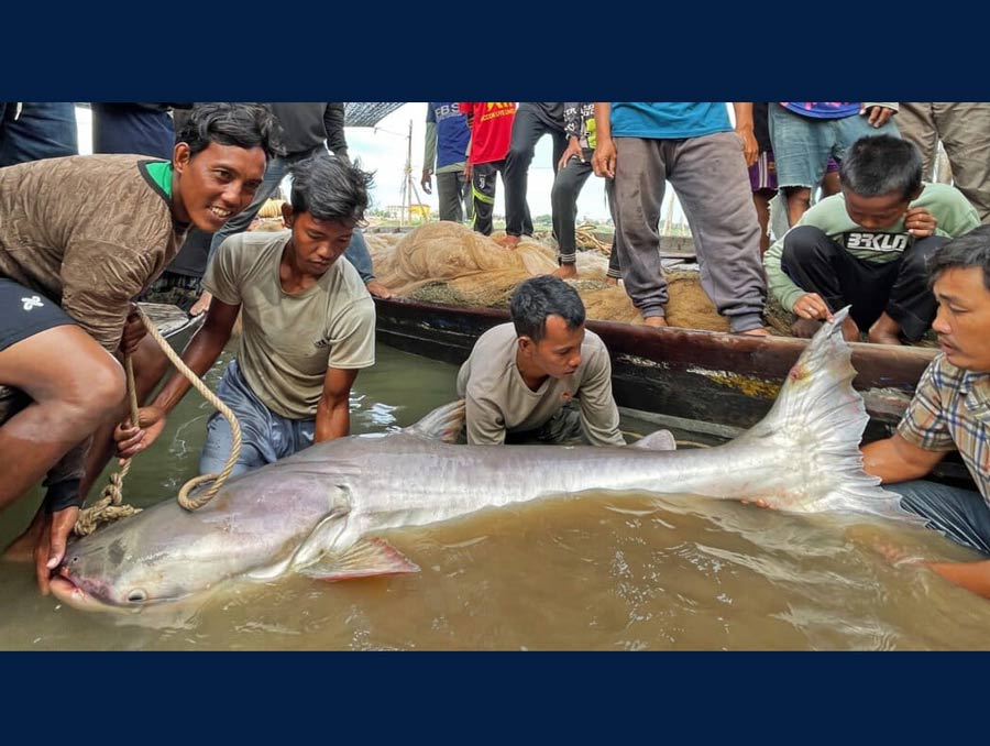 Several people hold up a large fish, probably over 6 feet long, in turbid water.