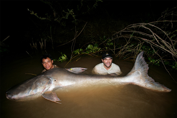 Two people stand in deep water at night holding up a large fish, probably 6 feet long.