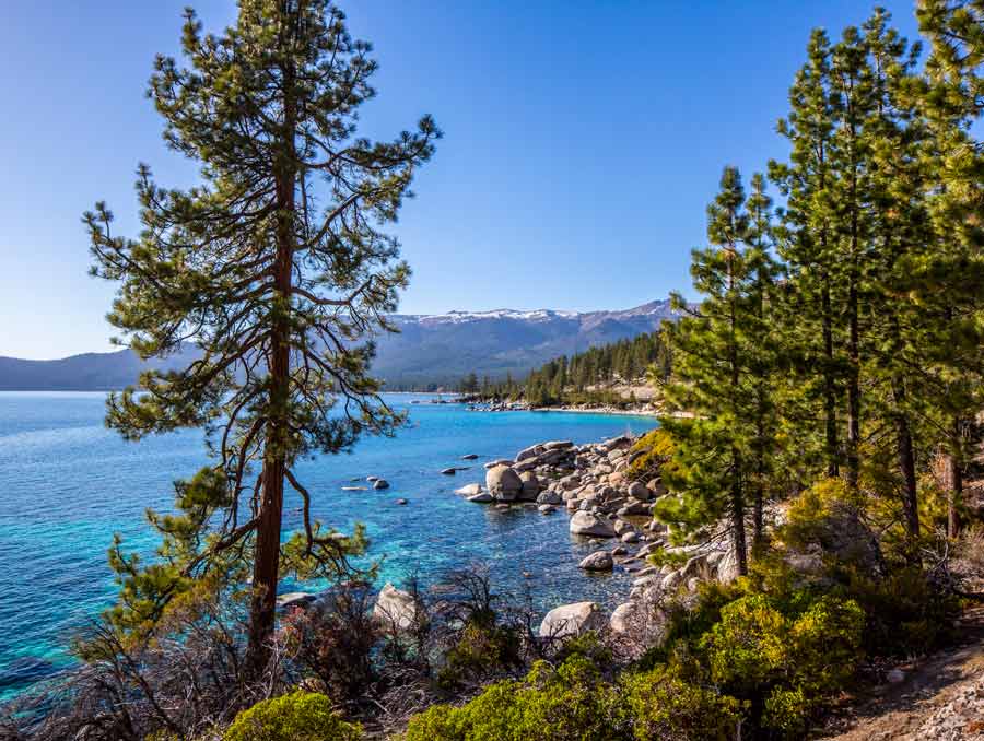 A photo from the shore of Lake Tahoe with a large pine tree and the clear and vibrant blue waters of the lake.