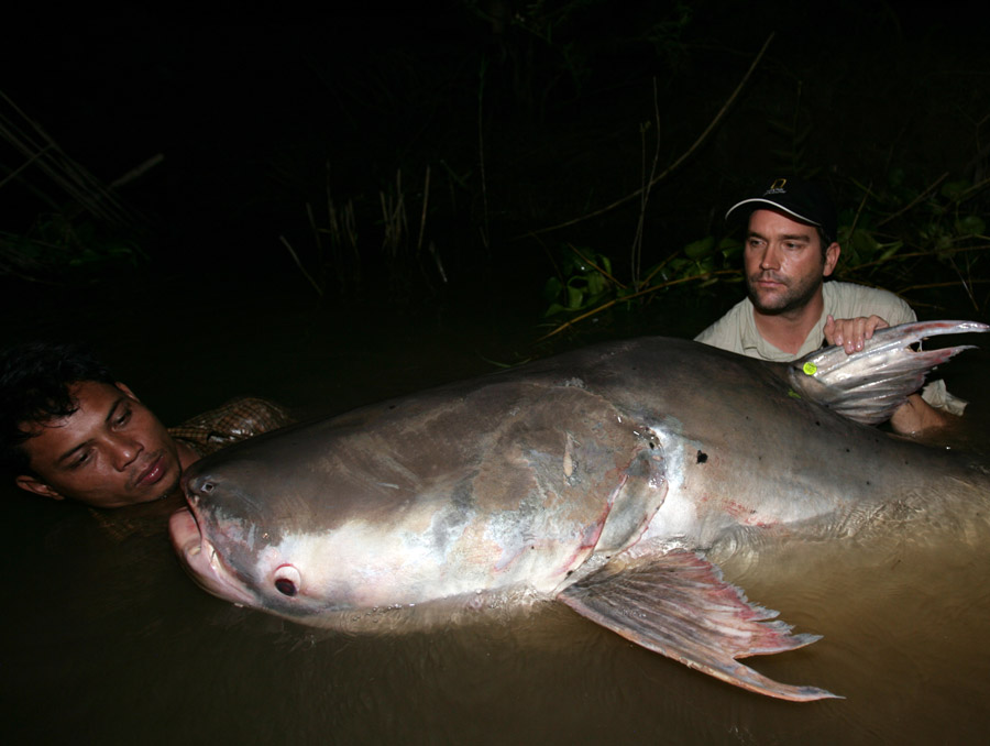 Two people standing in murky water hold a very large fish in the dark.