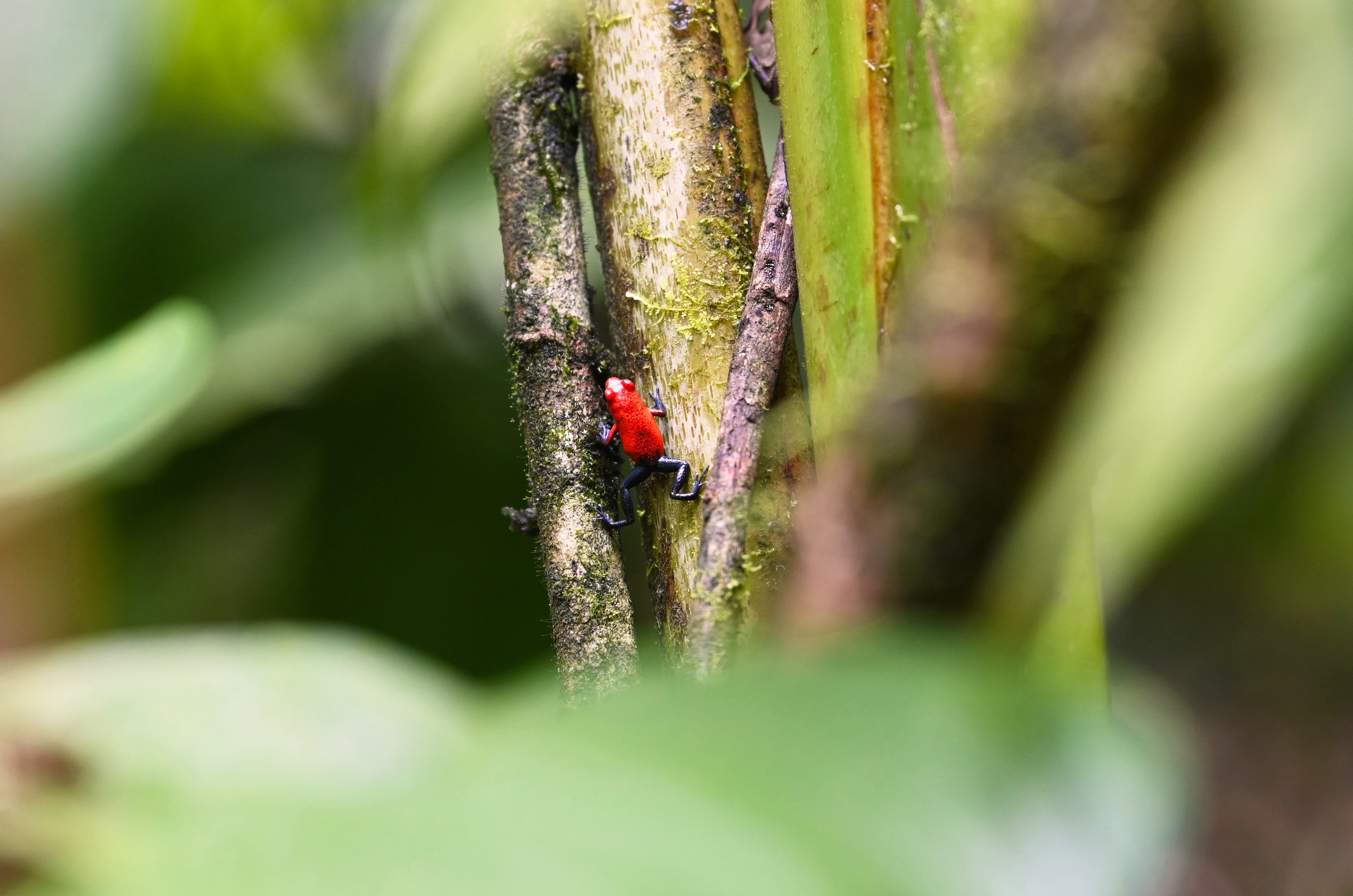 Poison dart frog spotted in the rainforest.