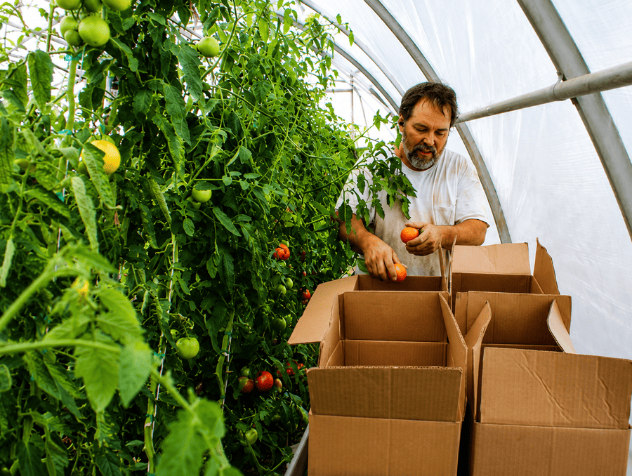 A man harvesting and packing tomatoes in carton boxes. 
