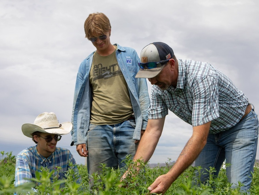 Bo Kindred and two students inspecting growing alfalfa at a farm. 