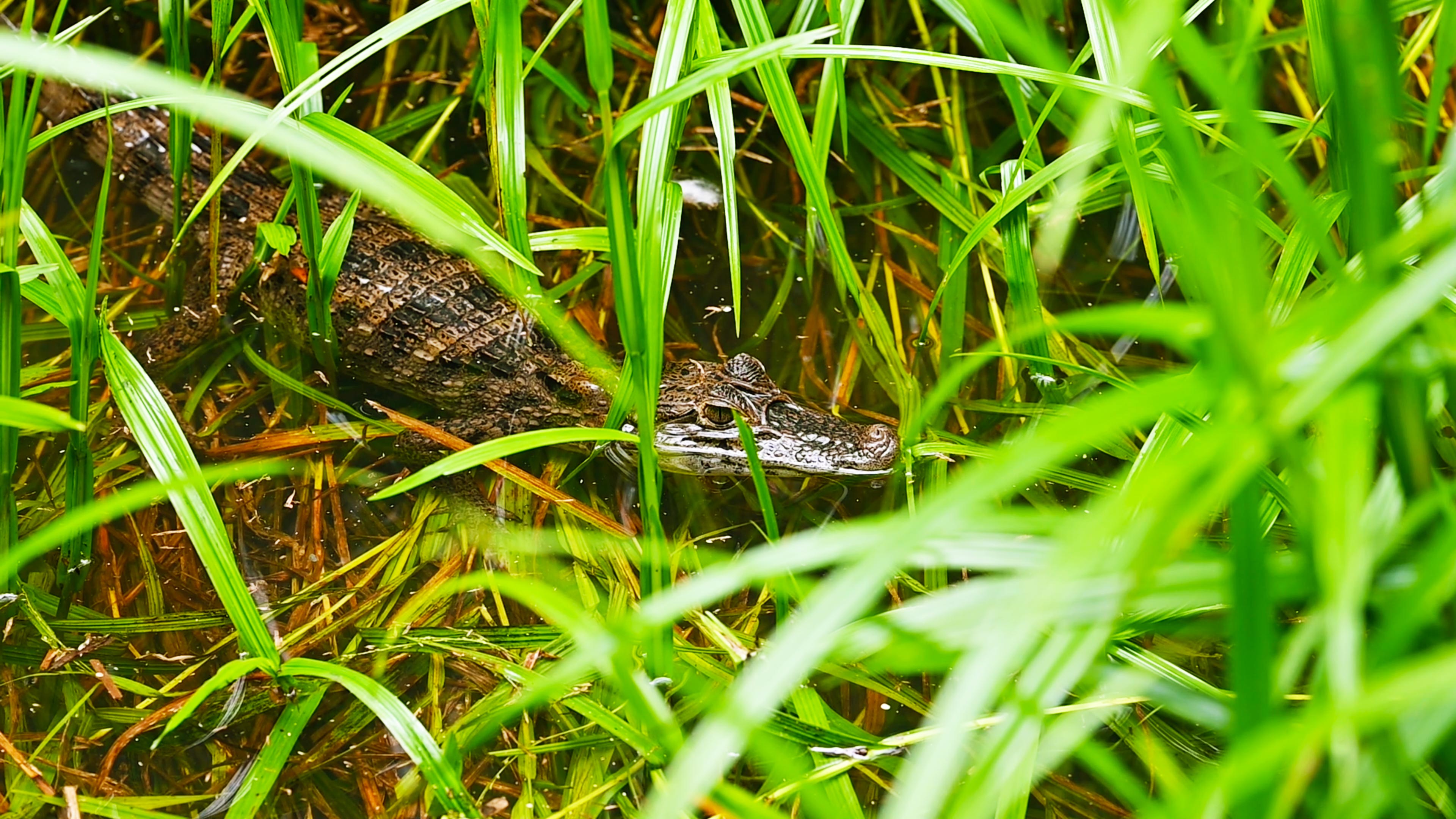 A spectacled caiman swims in the swamp.