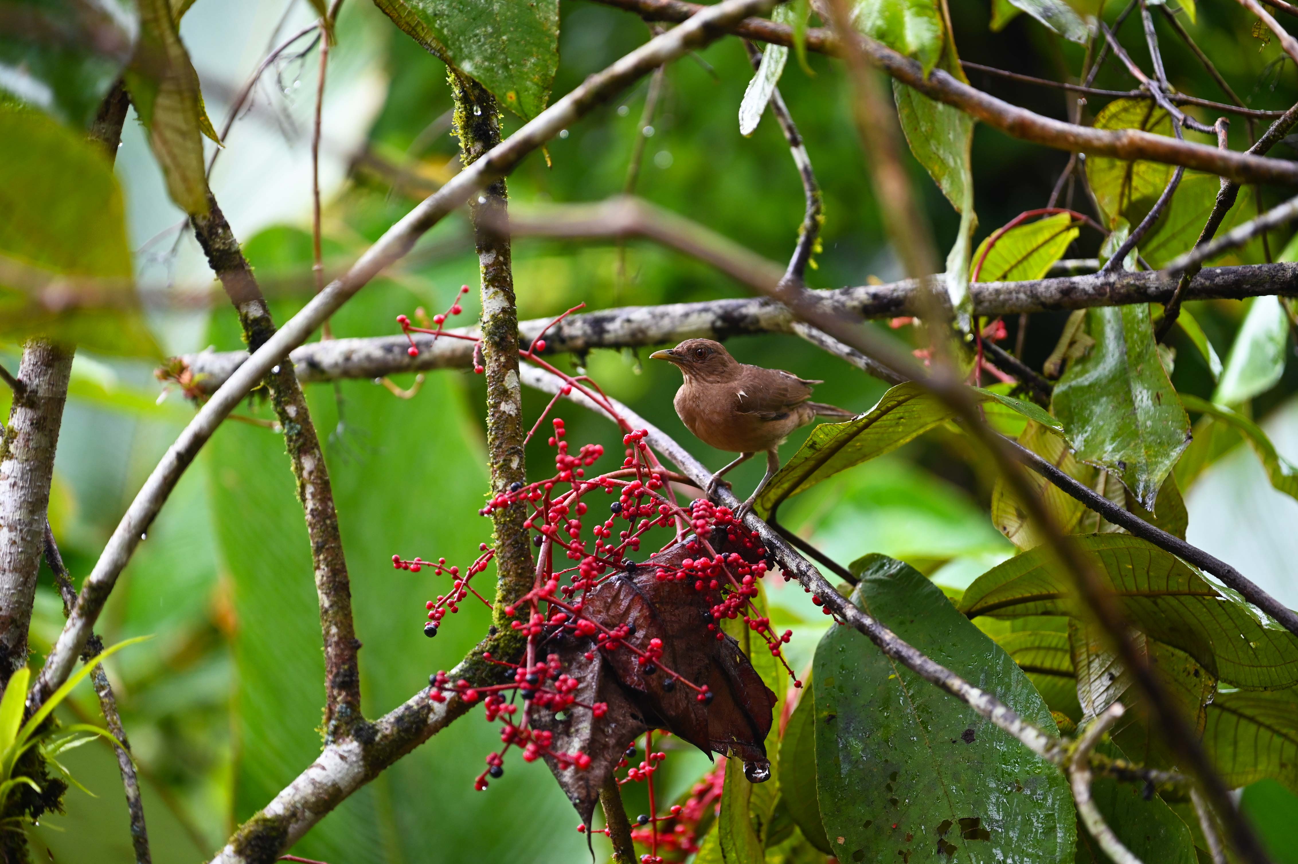 A clay colored thrush in the Costa Rican rainforest.