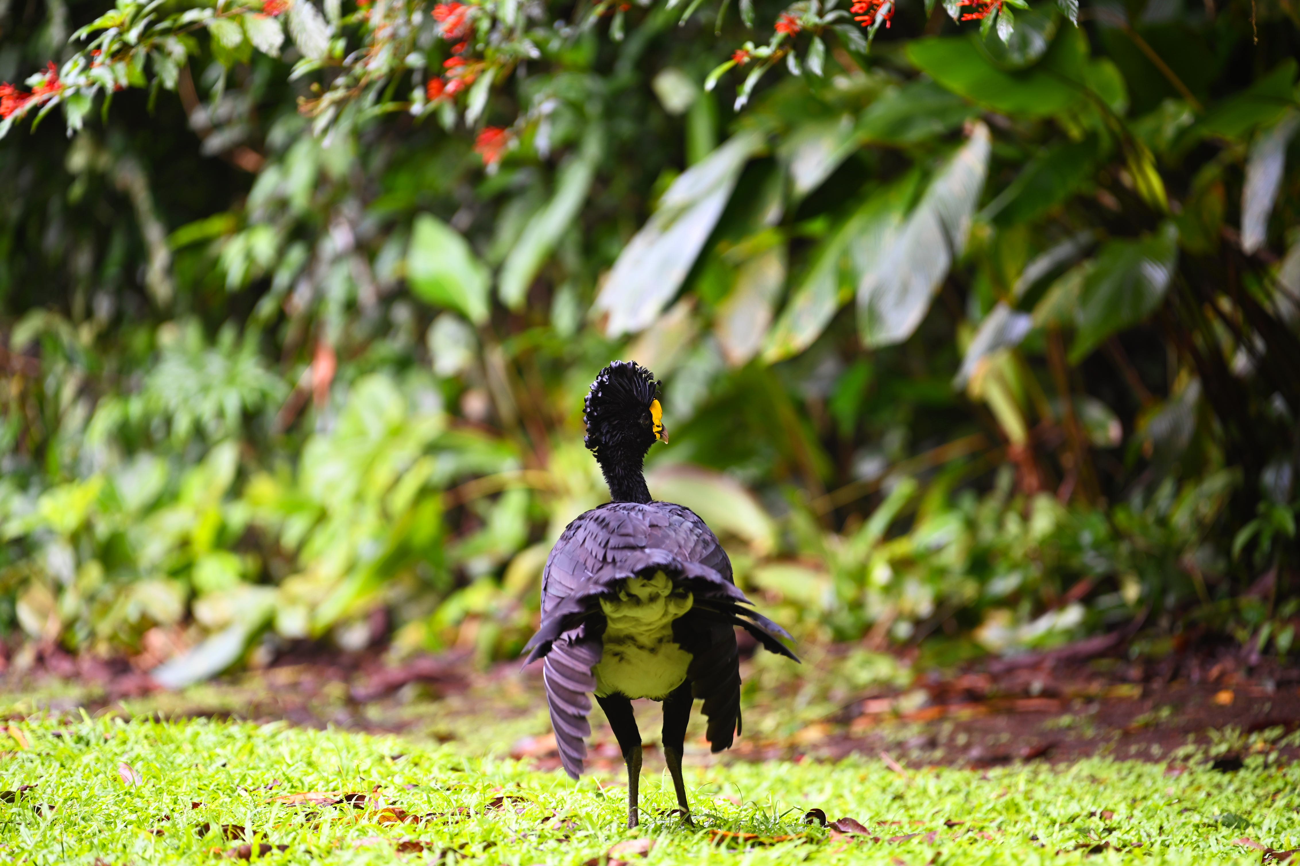 A great currasow walks across grass.