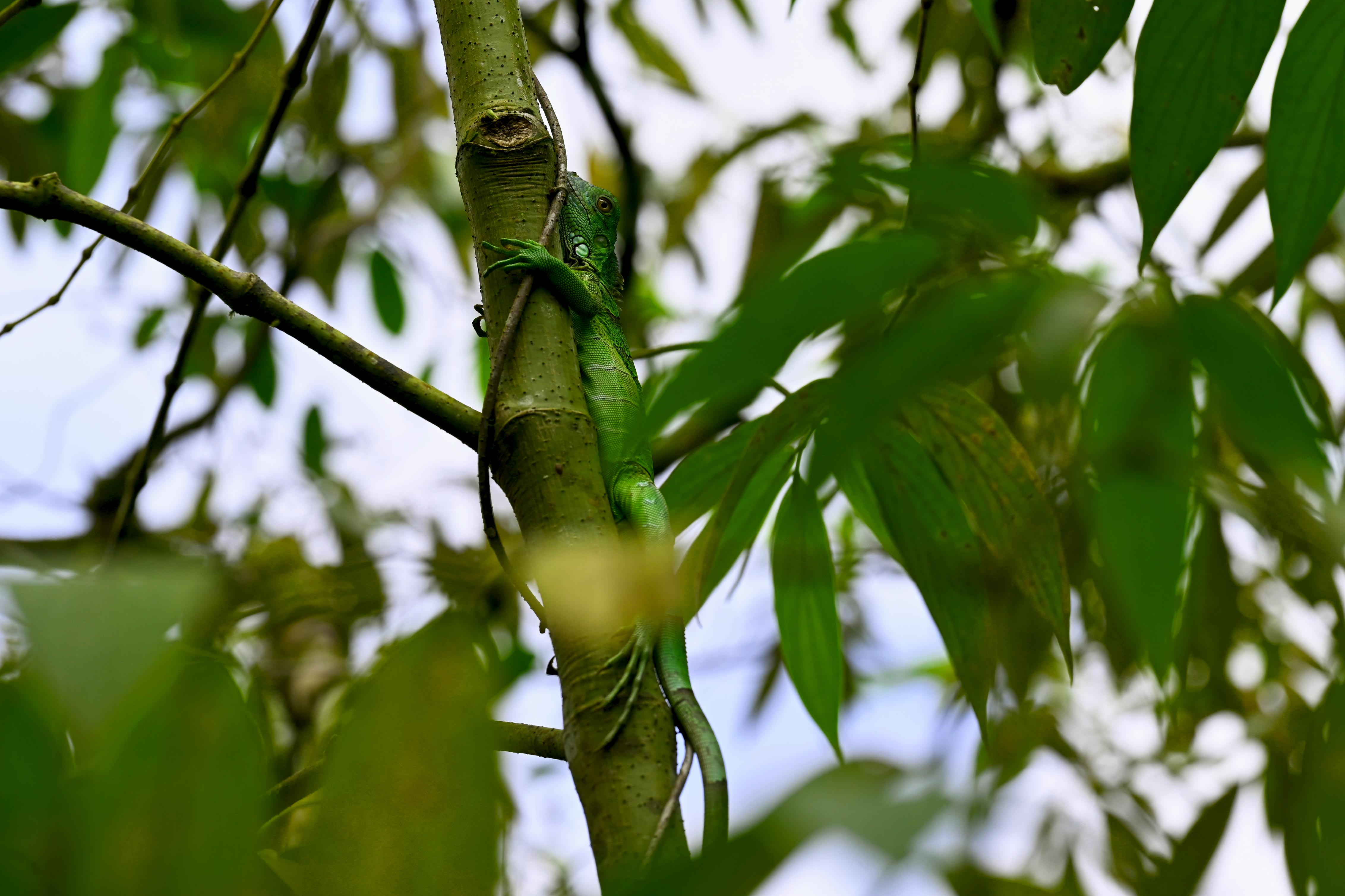 An iguana is climbing a tree branch.