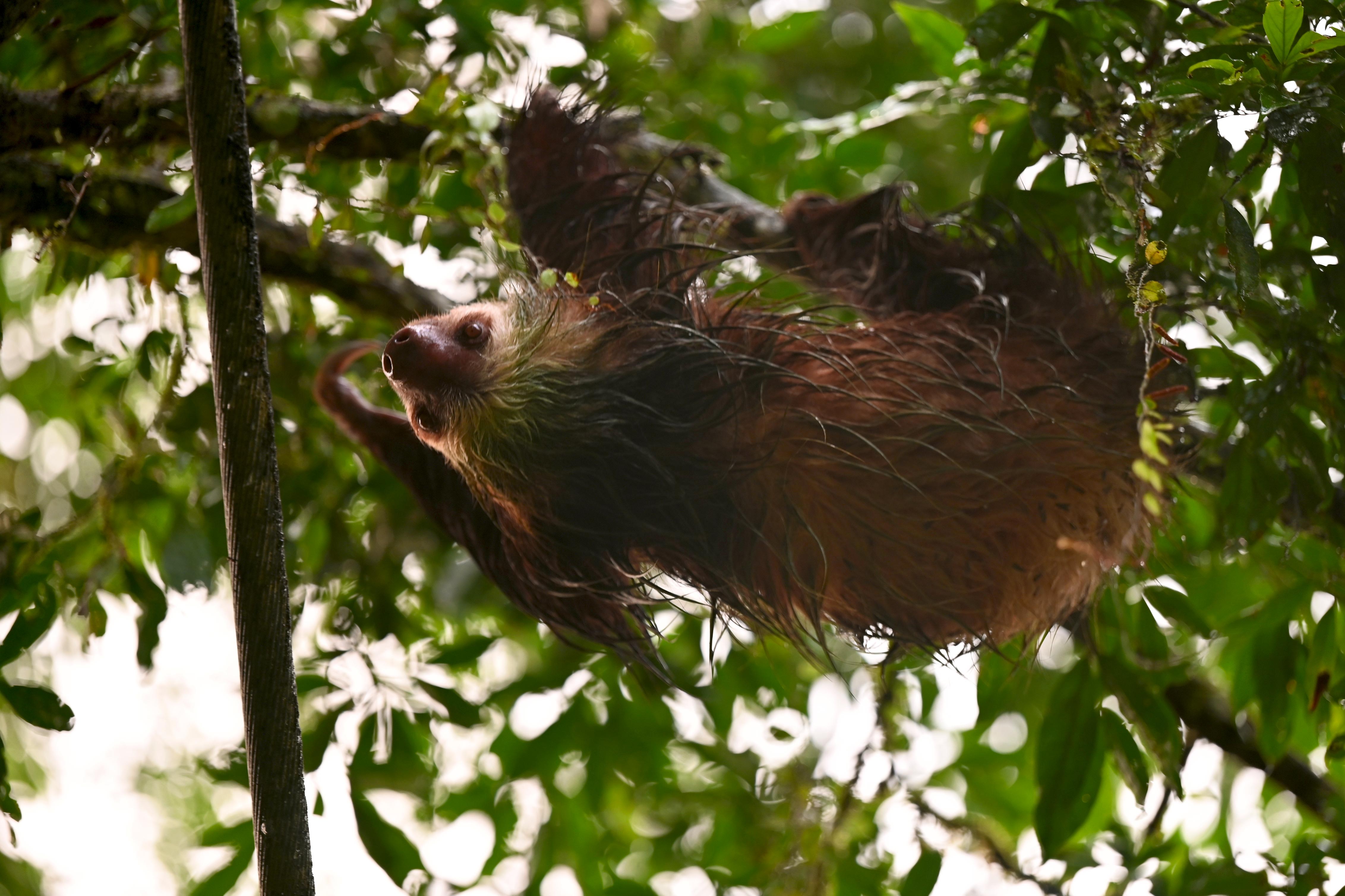 A two-towed sloth hangs on a tree branch in the jungle.