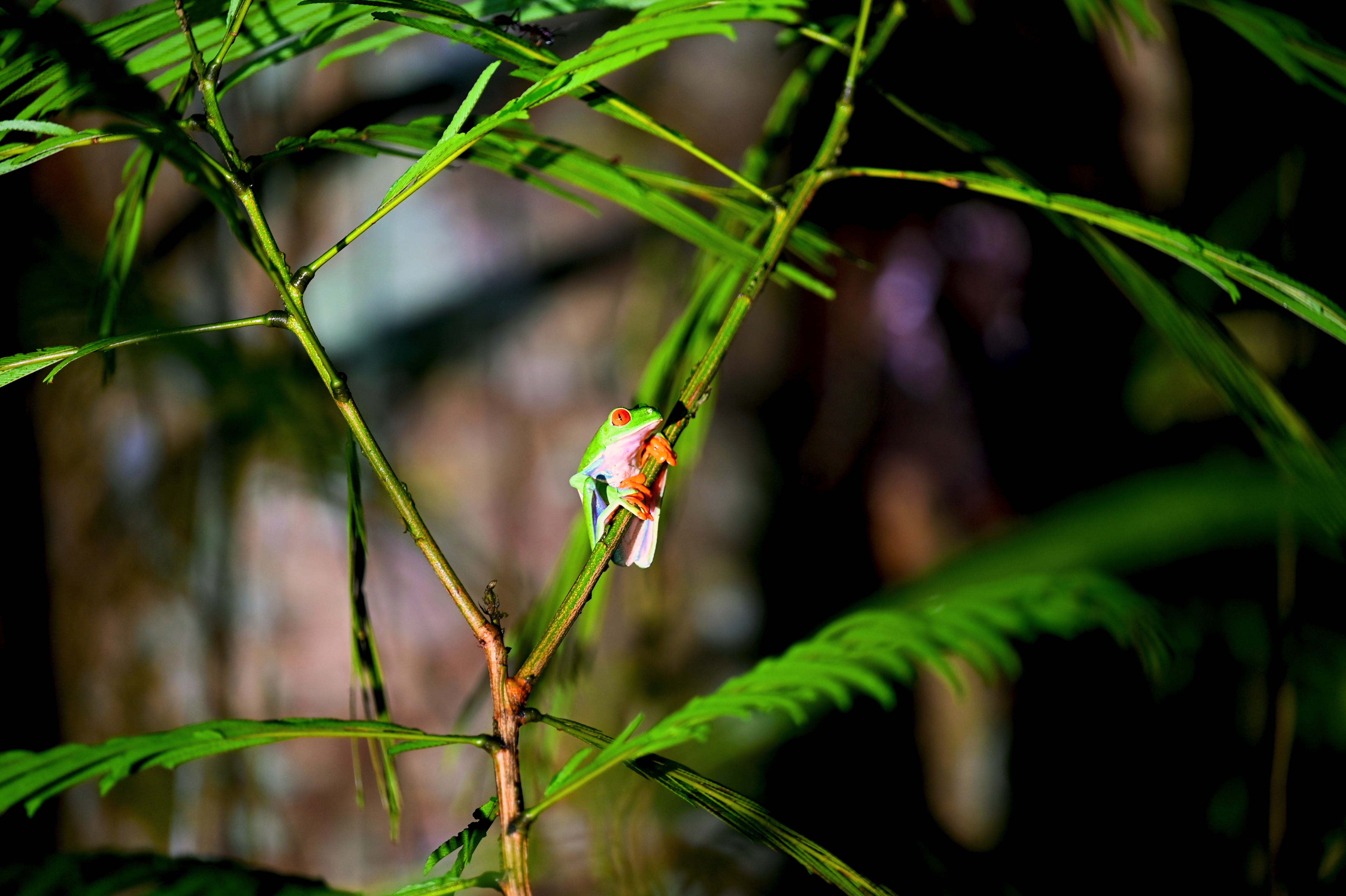 Red eyed frog on branch.