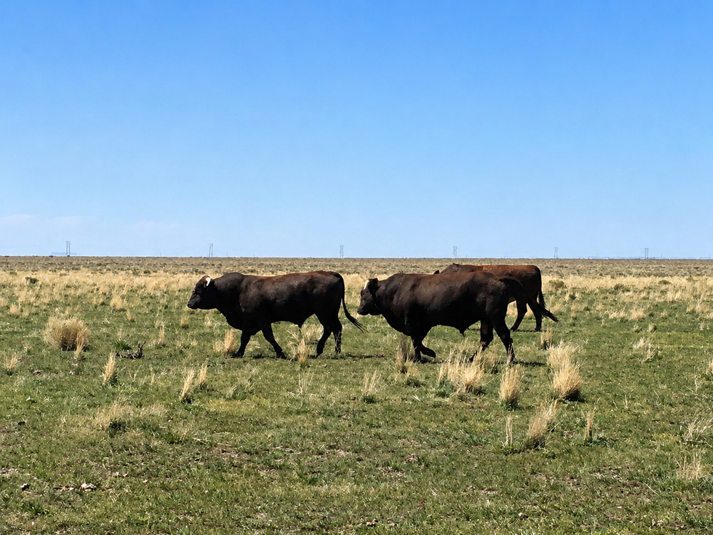 Cows grazing in a rangeland. 
