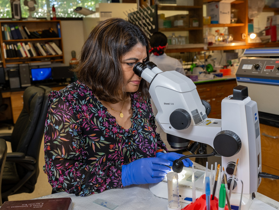 Monika Gulia-Nuss looking through a microscope in her lab. 