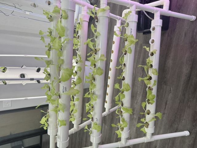 The nutrient film technique technology with leafy greens growing through holes in vertical PVC pipes.