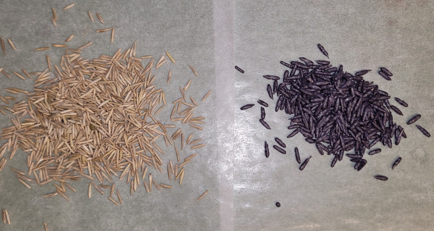 Coated and uncoated seeds placed side by side.