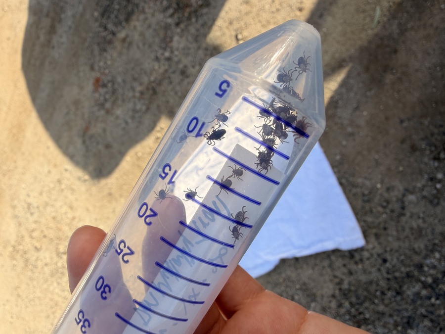 Ticks inside a lab tube. 