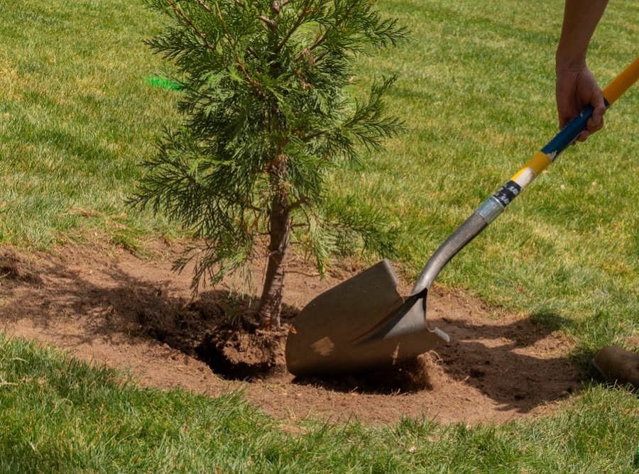 A baby tree being planted into the ground.