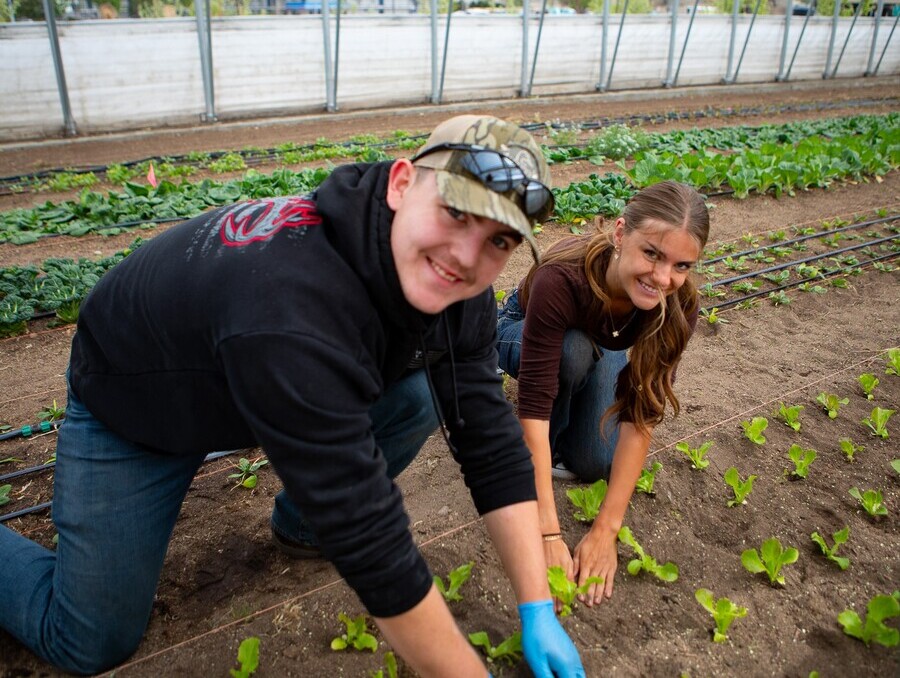 Two interns planting seedlings in a hoop house at the Desert Farming Initiative.