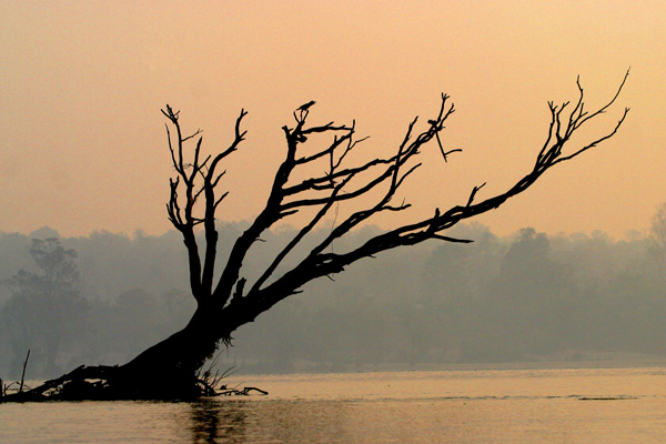 The silhouette of a dead tree in water with trees on the bank in the background. The sky is orange and reflected on the water.