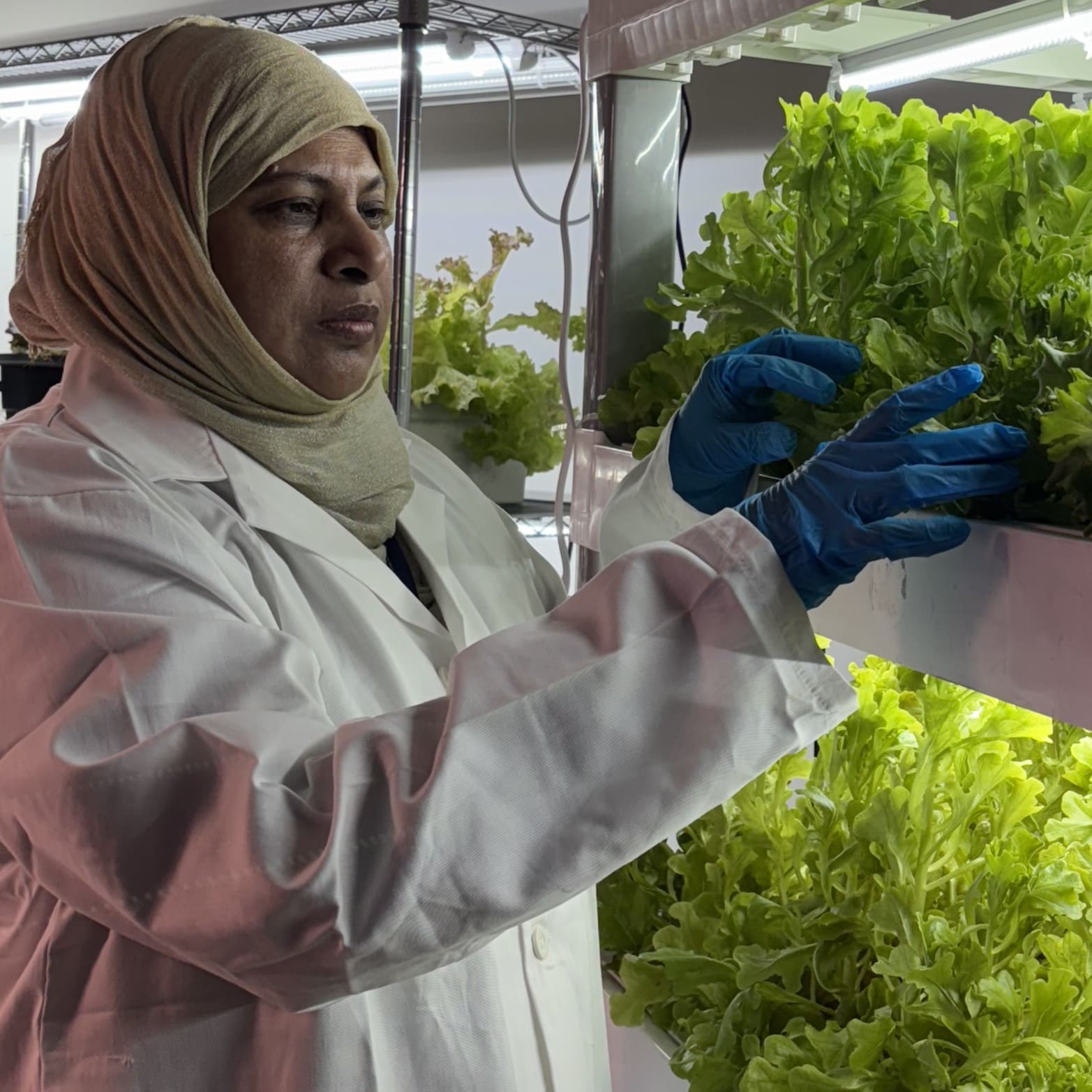 Most Tahera Naznin examining leafy greens in an indoor farming setup.