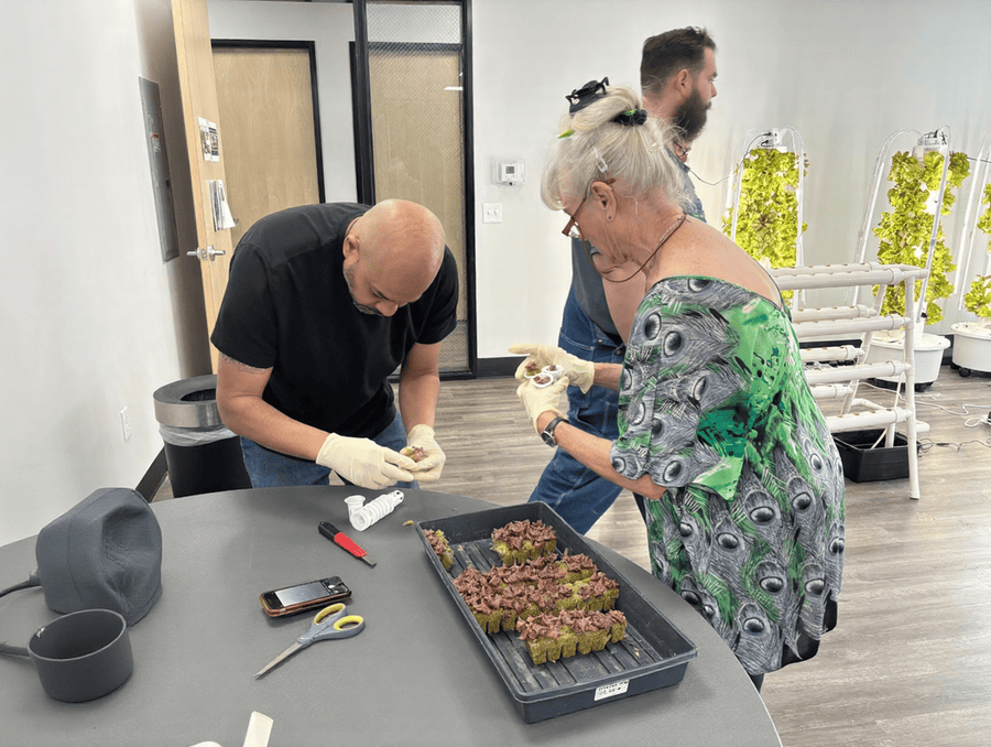 Course participants splitting seedlings.