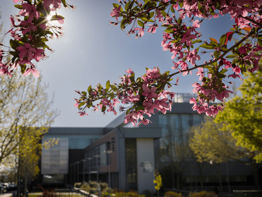 Flowers on the UNR Med campus.
