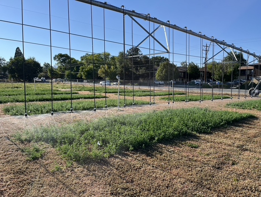 An overhead irrigation system watering plants. 