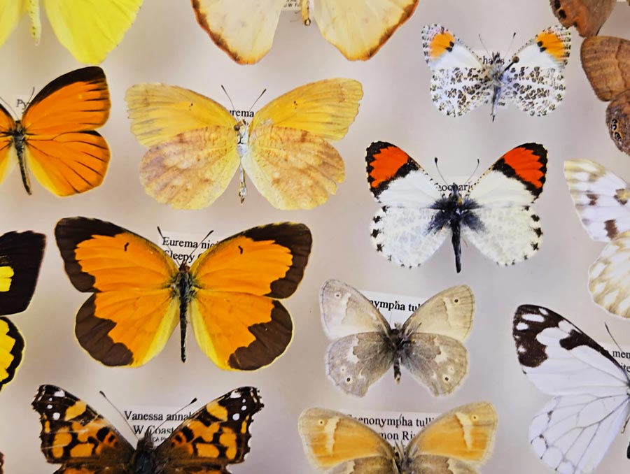 Pinned butterflies with names printed below them. The butterflies are different colors and sizes.