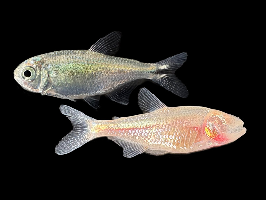 Two fish photographed against a black background. The fish on top has a gray color with some green iridescence and black eyes. The fish on the bottom is reddish with yellow iridescence and doesn't have eyes.