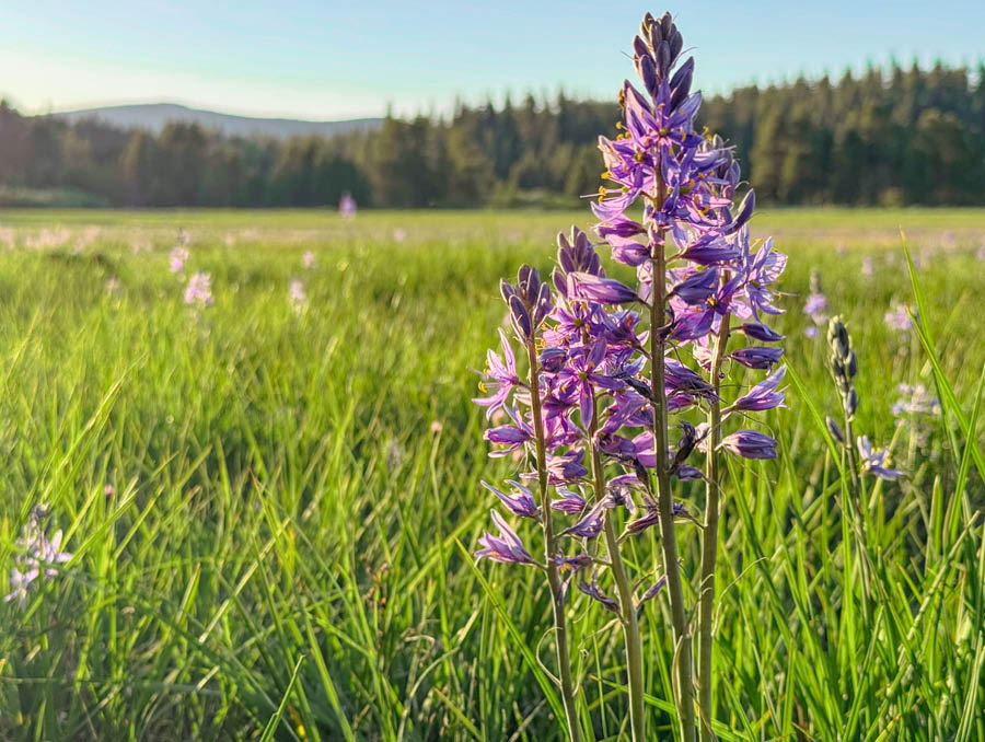 A flower in a lush green meadow near Prosser Dam.
