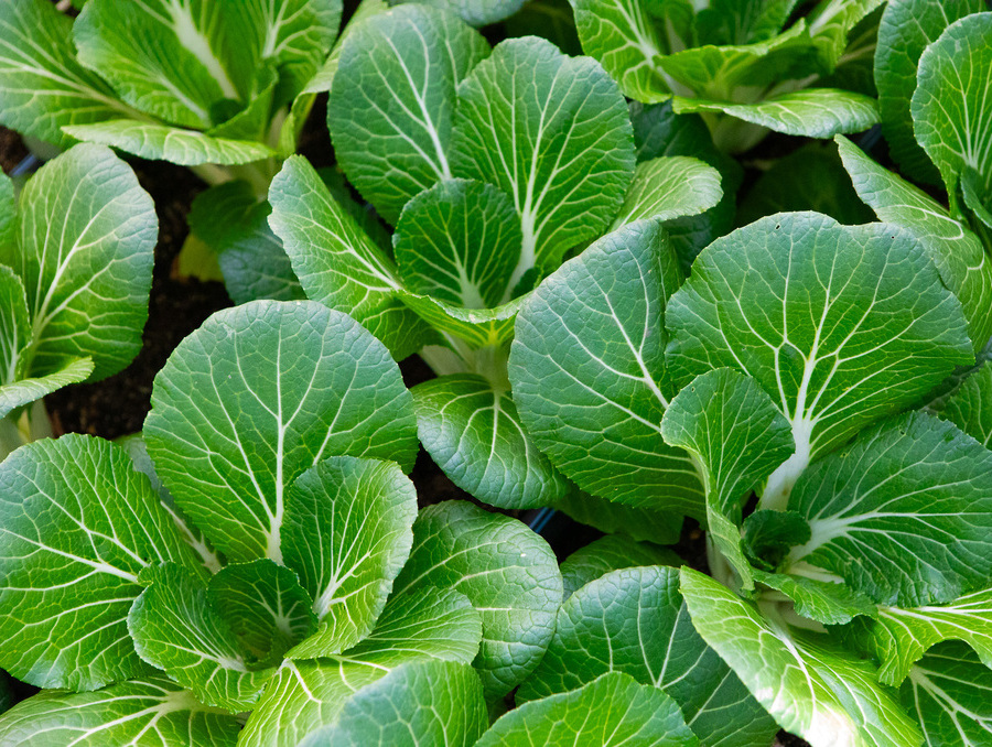 Leafy bok choy in a farm field.