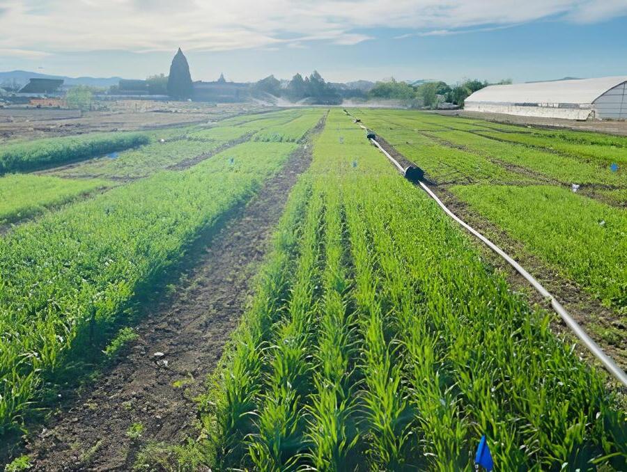 Rows of growing plants in a field with a hoop house and irrigation sprinklers in the background.