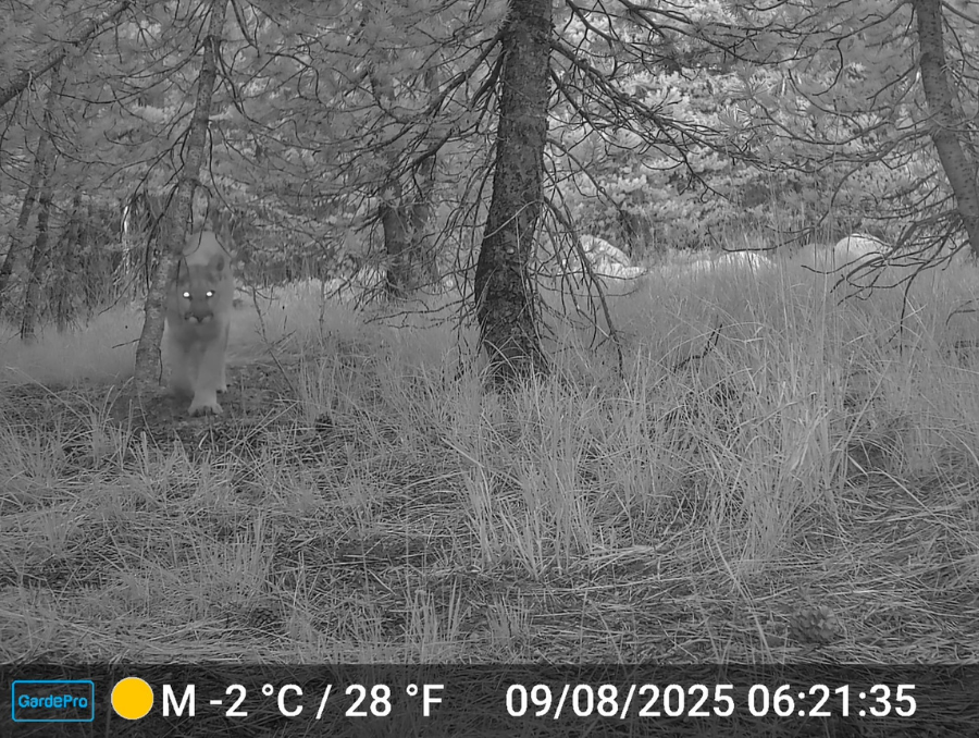 A mountain lion walks through a forest clearing at night, captured by a motion-sensor trail camera.