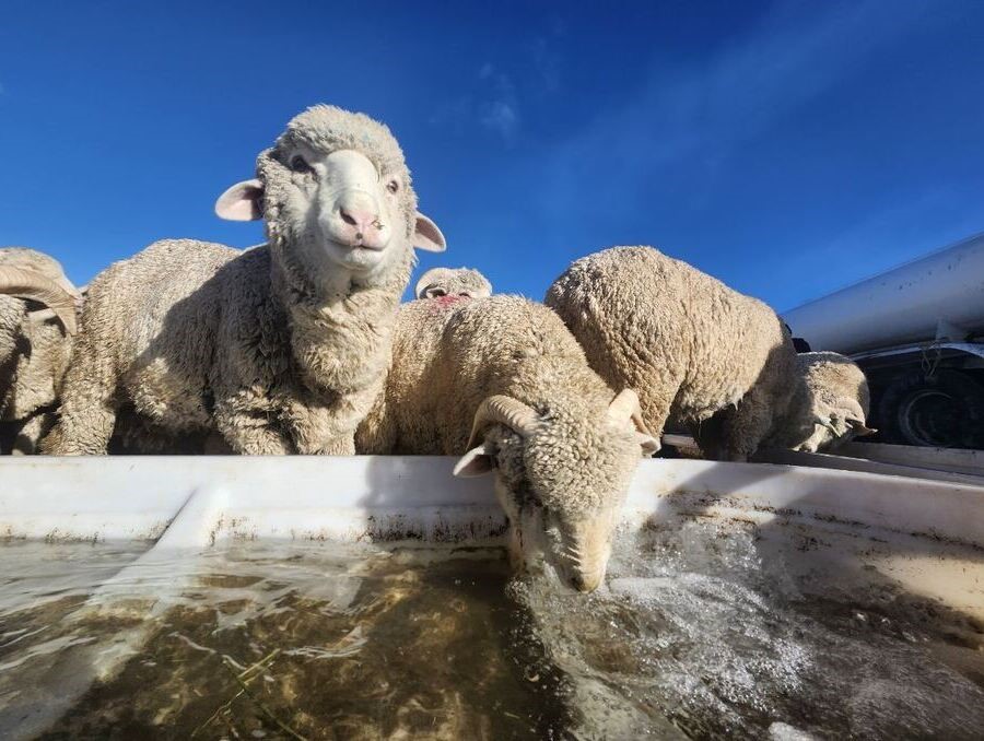 Lamb drinking water from a trough.