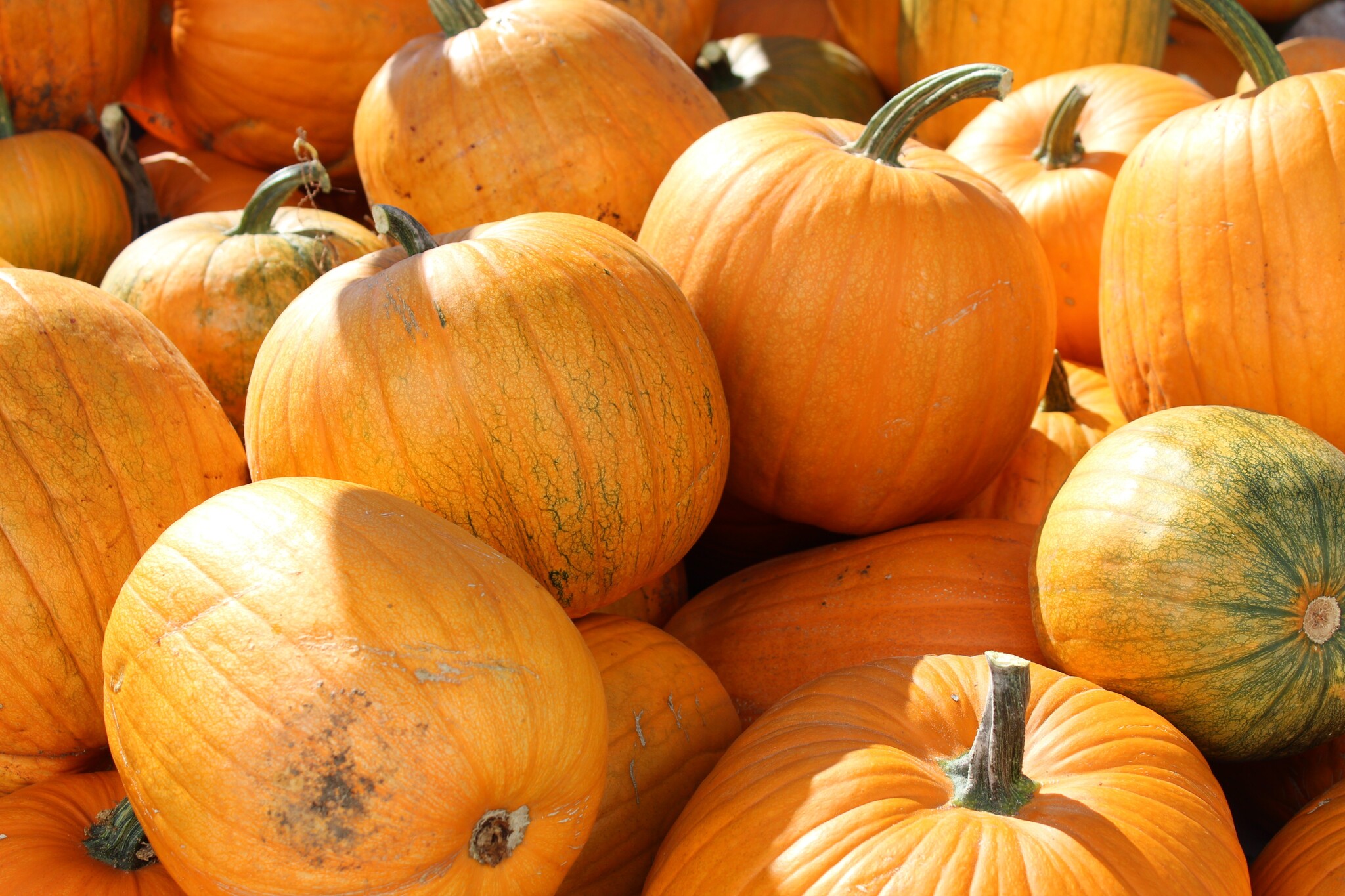 A heap of pumpkins on the ground. 