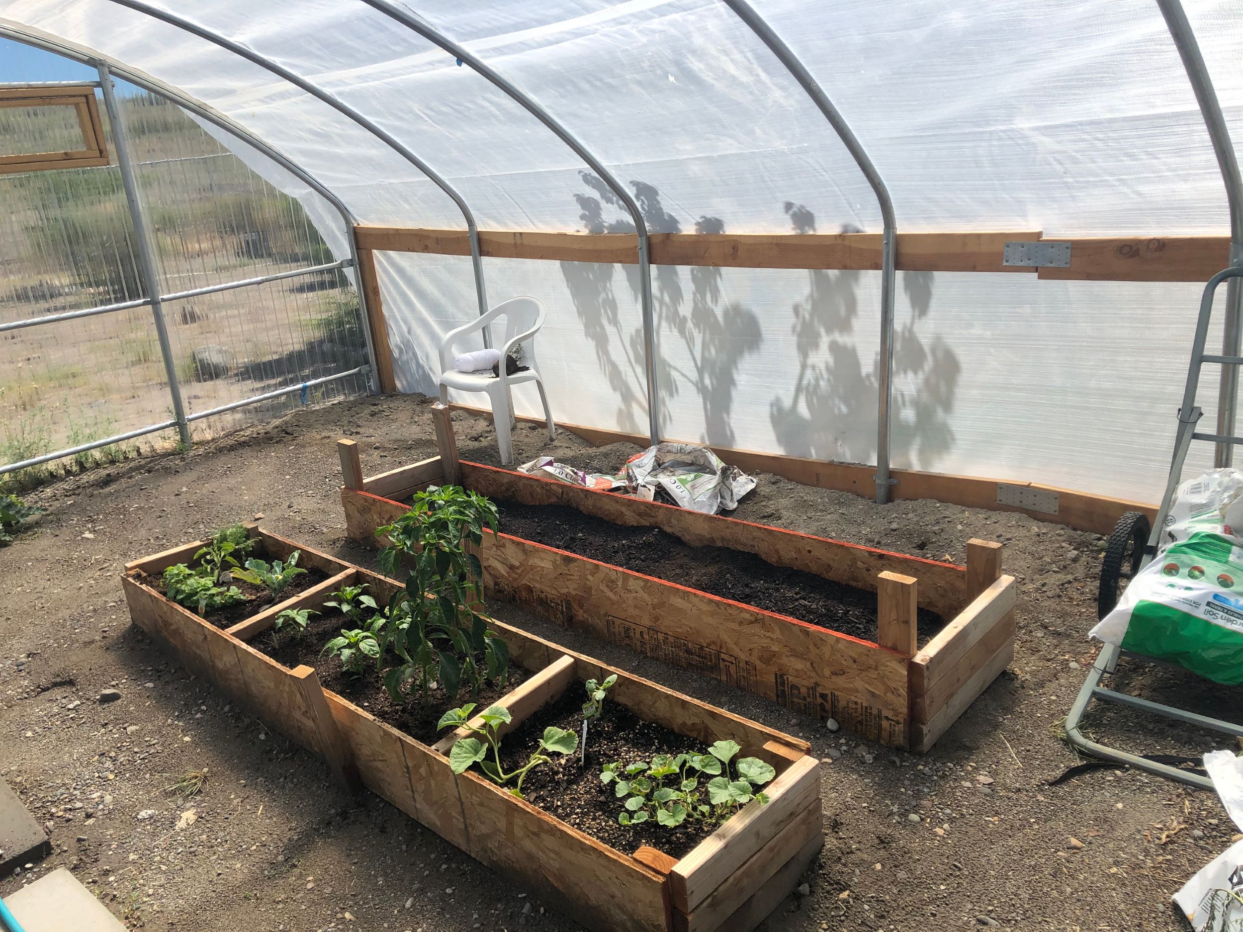 The interior of a hoop house with raised beds of leafy greens. 