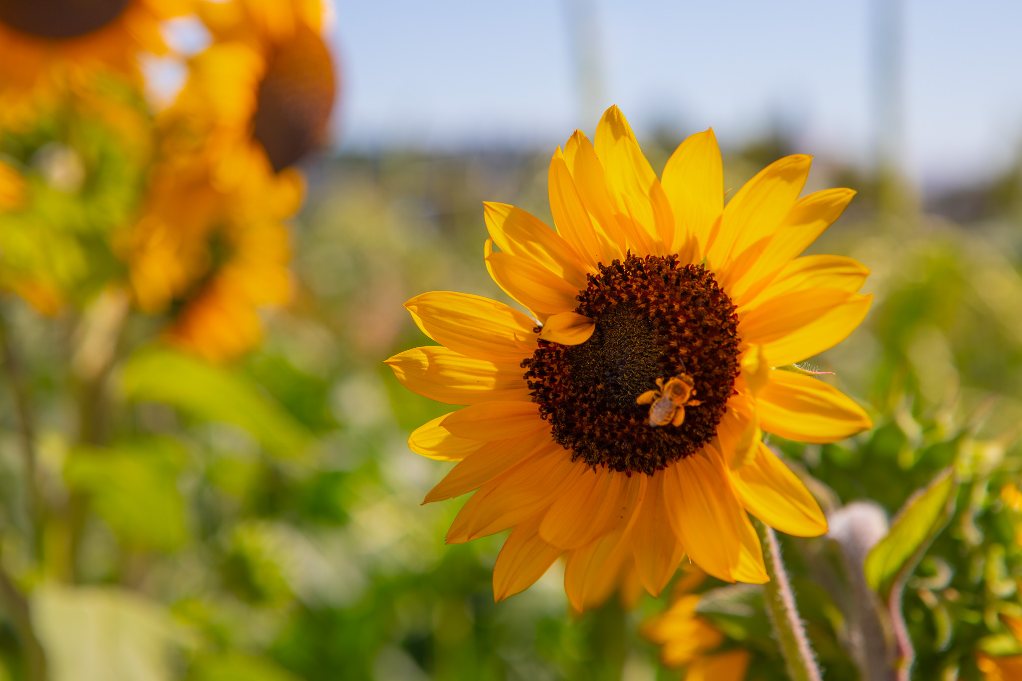 A sunflower in a farm field. 