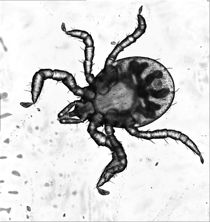 A black and white tick drawing. 