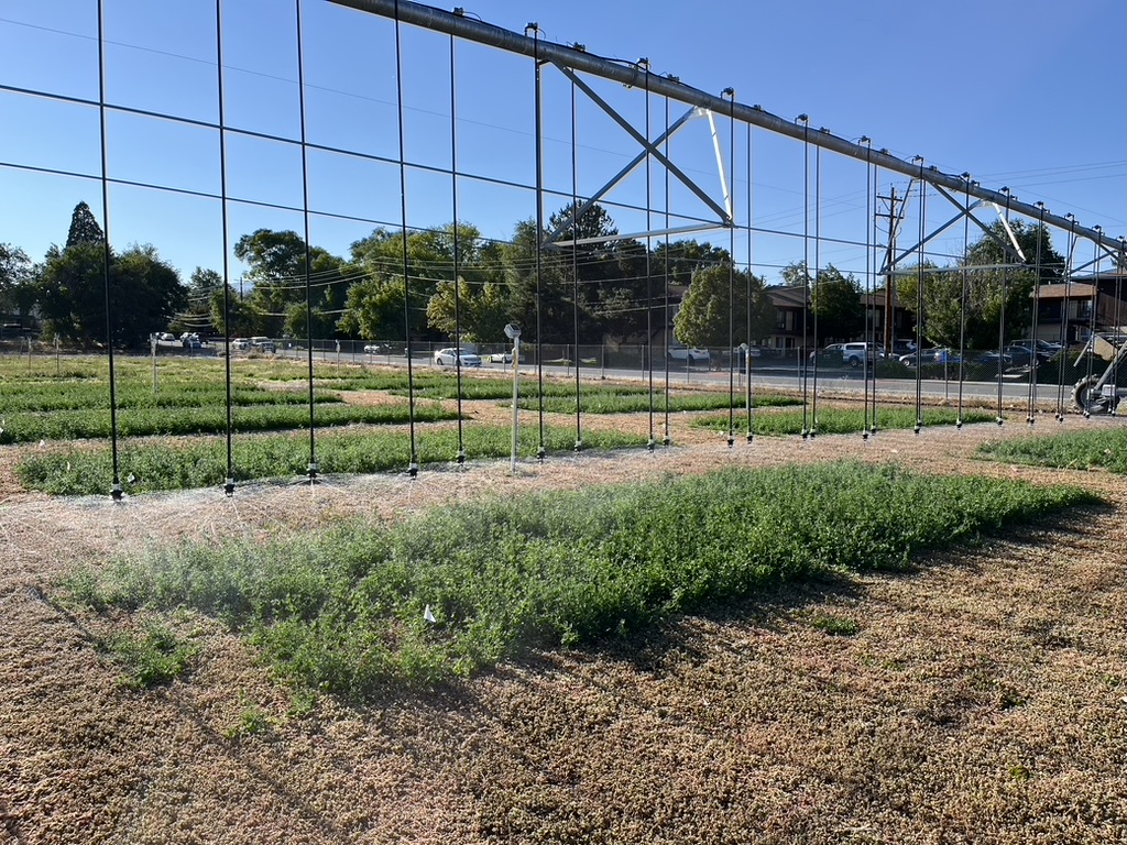 Overhead irrigation sprinklers watering a row of plants in a field. 