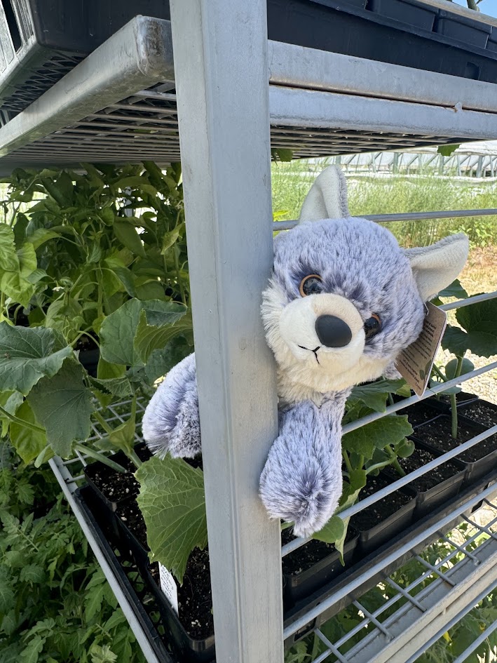 A plush wolf stuffed animal hanging on a pole near some plants.