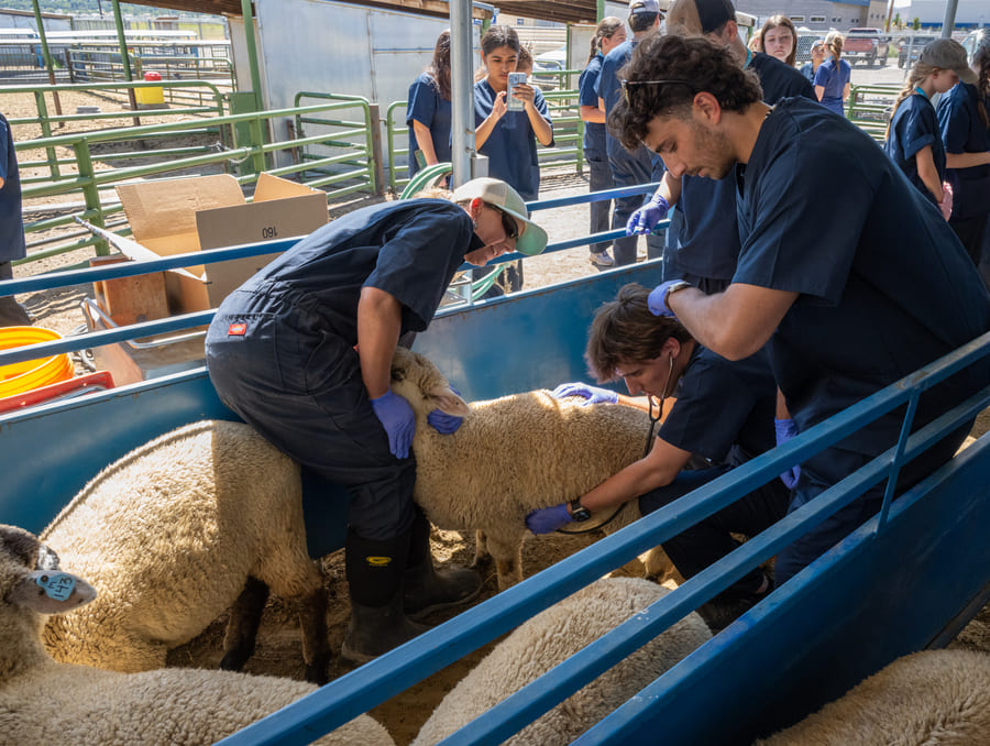 Tracy Shane and two students taking a sheep's vitals. 